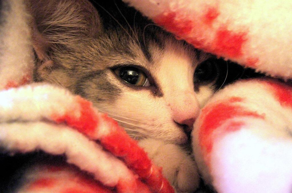 blanket cat