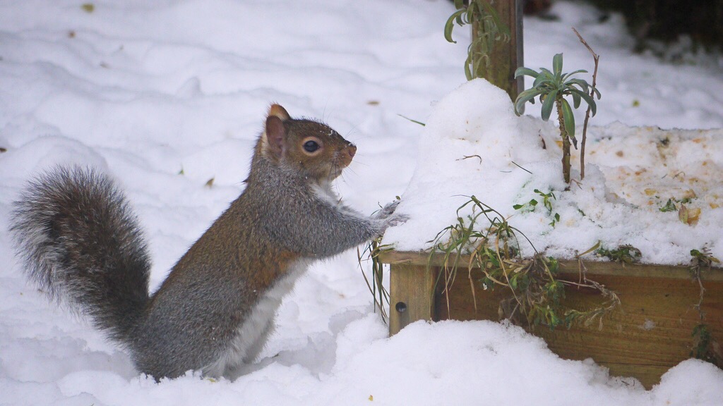 Squirrel building a snowman