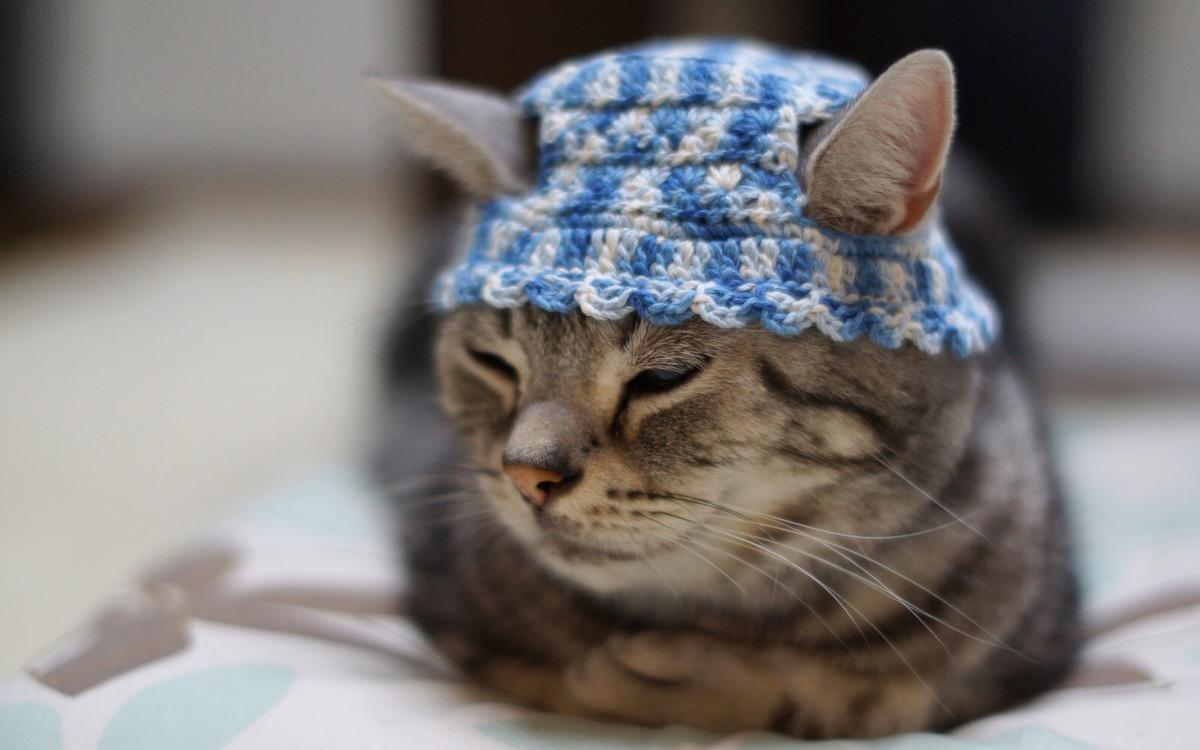 A cat in a hat