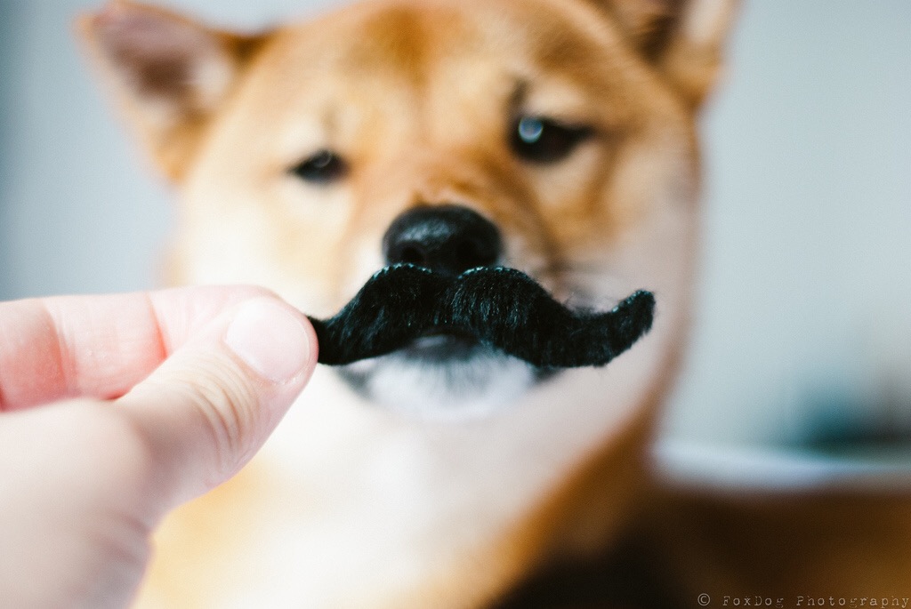 Mustache dog